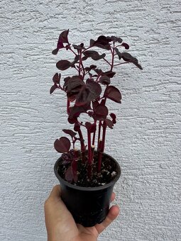 Pokojové květiny - 5
