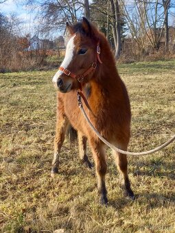 Welsh Mountain pony - 5
