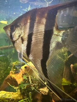 L600Pleco,L114 Pleco, Manacapura - 5