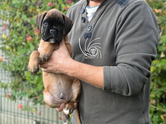 Nemecký boxer- pekné šteniatka s PP - 5