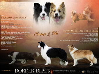 Border kolie s PP - 5