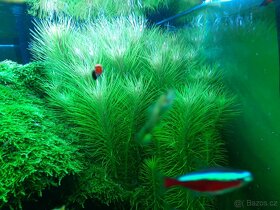 Akvarijní rostliny - 5