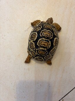Želva pardálí - 5
