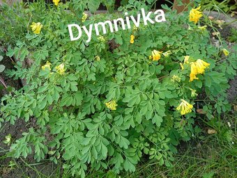 Rozchodníky, trvalky - 5