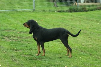 Šteniatka Black and Tan Coonhounda na predaj - 5