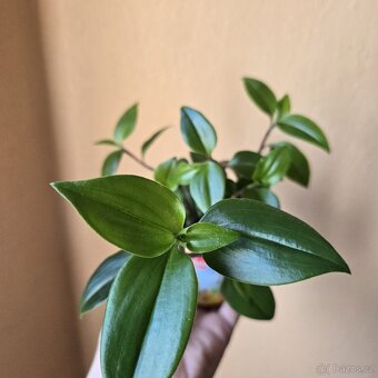 Tradescantia fluminensis - zakořeněné výhony - 5