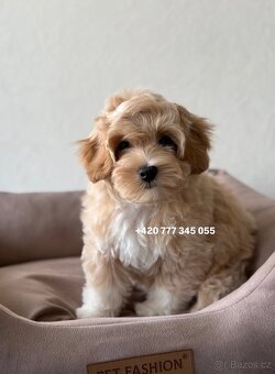 Maltipoo F1 Caramel male pejsek Martin - 5