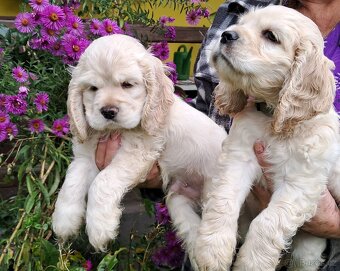 Americký kokršpaněl-štěňátka/ American cocker spaniel - 5