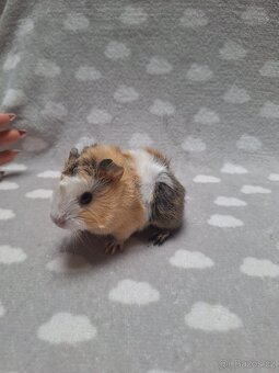 Morče, morčátko, morčata, rozeta - 5