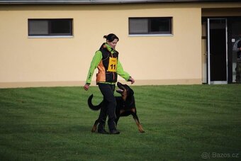 Labrador, zlatý retrívr, flat coated retriever - 5