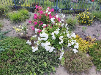 Různé skalničky z předzahrádky - 5