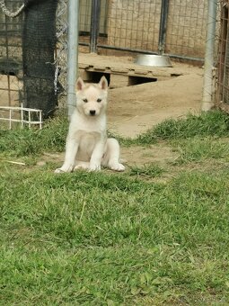 Sibiřský Husky - štěňátka - 5