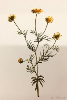 90 originalnich maleb rostlin z roku 1900 - 5