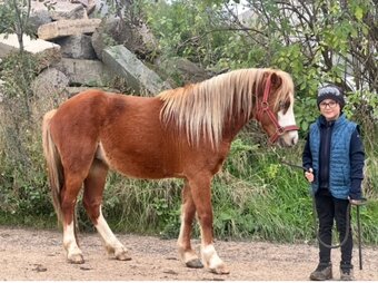 WELSH MOUNTAIN PONY PRO DĚTI - 5