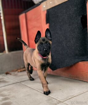 Belgický ovčák malinois s pp - 5