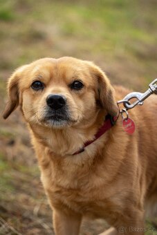 PINGI K ADOPCI - akční veselý mazel, vhodný k dětem - 5