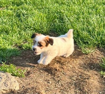 Jack Russell terier - stenata s PP - 5