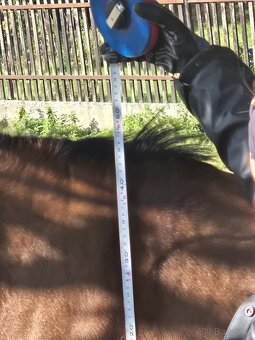 Charakterní valach Hucul - 5