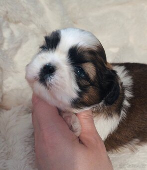 Štěňátka Shih-tzu s PP(shi-tzu, shihtzu) - 5