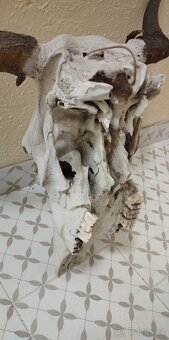 Stará velká trofej/lebka 50x67 cm. - 5