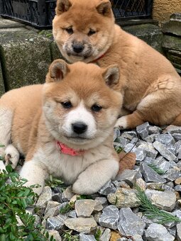 Shiba inu - 5