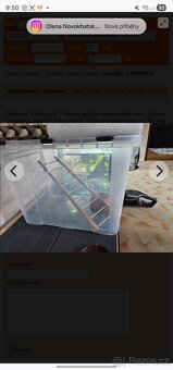 Plšík africký - 5