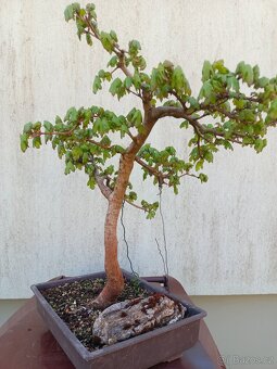 bonsai, bonsaj - 5