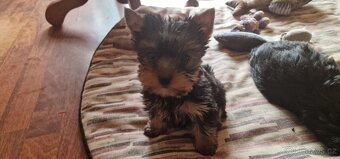 YORKSHÍRSKY TERRIER- - 5