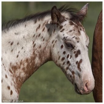 Appaloosa s PP- letošní hřebeček "Nio" na prodej - 5