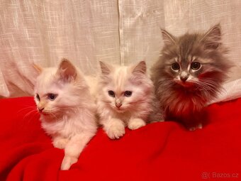 Sibiřská kočka, Něvská maškaráda - 5