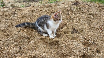 Darujeme koťátko - 5