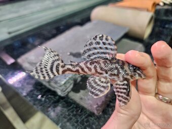 L 236 Super White - chovné páry - 5