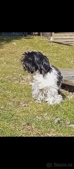 Biewer Jorkšírský teriér - 5