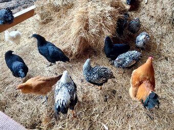 Nasadová vejce dvorkovy mix - 5