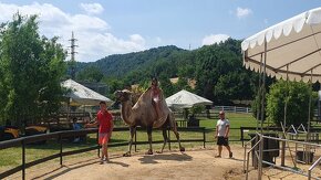 Letní stanový pobytový tábor s Hobby horse tématikou - 5