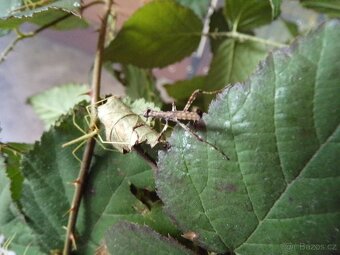 Strašilky - sungaya, medauroidea - 5