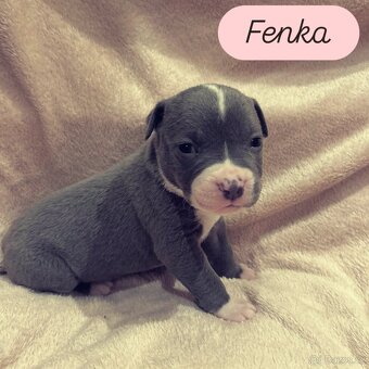 American Bully XL štěňata s PP - 5