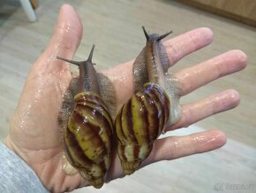 Africký šnek Archachatina Porphyrostoma - 5