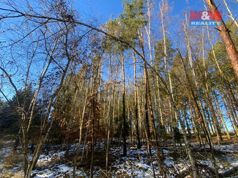 Prodej lesa, 3720 m², Všehrdy - 5