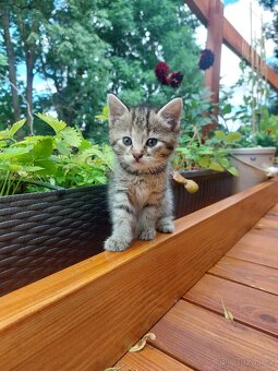 Koťátko k adopci - 5