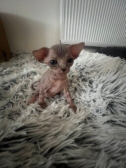 Kanadský Sphynx - 5
