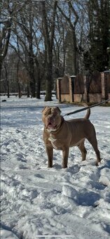 Štěně American Bully s pp - 5