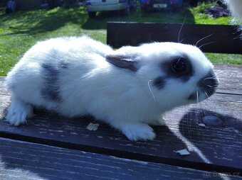 Zakrslý králík - 5