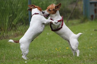 Jack Russell teriér-hladkosrstý - 5