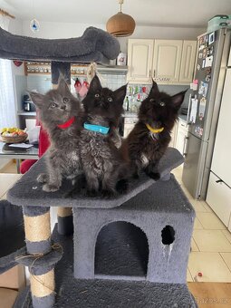 Čistokrevné mainské mývalí koťátko - blue smoked - holčička - 5