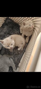 Britská koťátka - 5