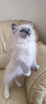 Ragdoll - 5