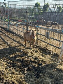 Shetland Pony - Canisterapie - 5