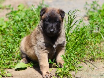 Belgický ovčák - Malinois - fenky s PP - 5