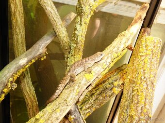 Leguán trnitý (Oplurus cyclurus) - 5